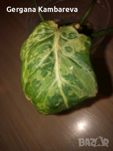 Philodendron Gloriosum Snow Leopard , снимка 4 - Стайни растения - 51951620