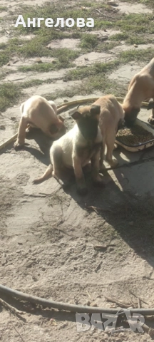 Продавам Белгийски овчарки- Малиноа, снимка 2 - Белгийска овчарка - 52166197