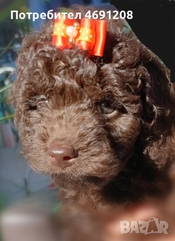 Пудел мини шоколад, снимка 3 - Пудели - 52889210