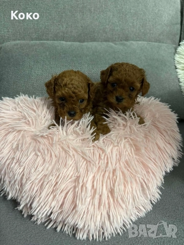 пудел Той/Тийкъп пудел , снимка 3 - Пудели - 51733780