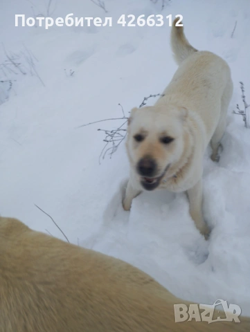 Подарявам женско куче., снимка 5 - Лабрадор ретривър - 53505544