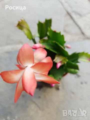 коледниче, снимка 3 - Стайни растения - 50414903