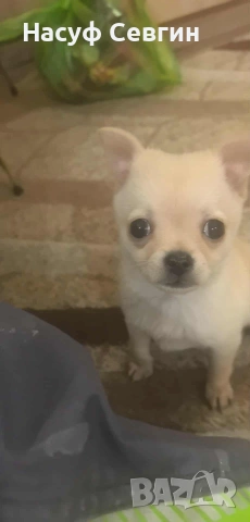 Чихуахуа на 2 месеца мъжко. Остана 1