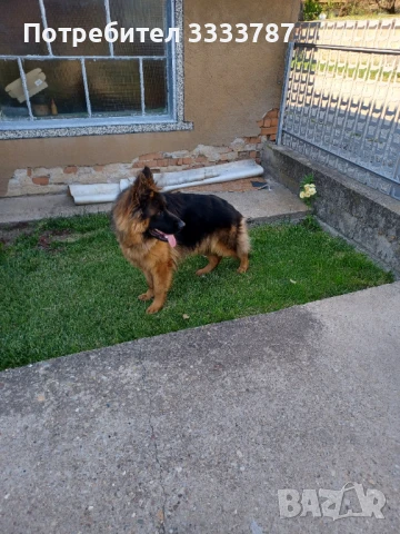Мъжка немска овчарка за разплод , снимка 2 - Немска овчарка - 49439011