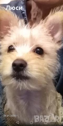 Спешно подарявам Норфлорски териер на 4 месеца и