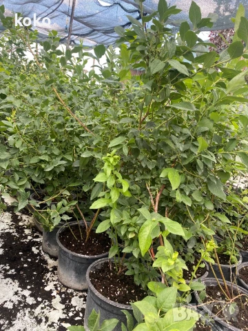 Големи Боровинки, снимка 2 - Форми - 51038646