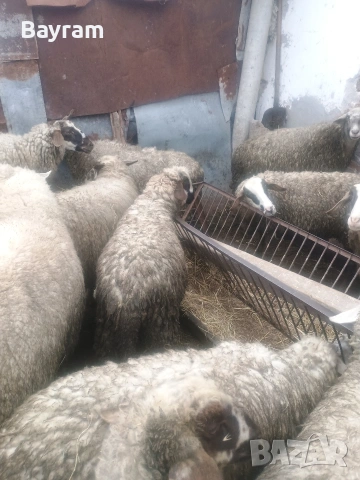 продавам шилета , снимка 2 - Овце - 54019862