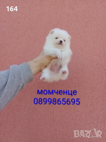 Мъжки и женски бели Померани. Реални снимки от 05.01.26 г. , снимка 10 - Померан - 52926789