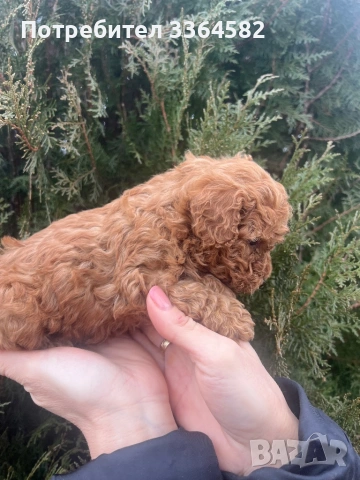 Мини пусел, снимка 13 - Пудели - 53276952