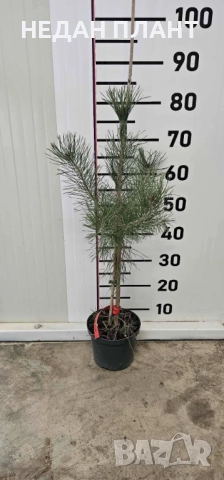 Бял бор, снимка 2 - Градински цветя и растения - 51984980