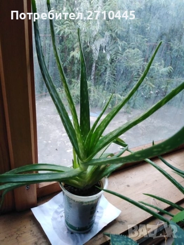 ЛЕЧЕБНО АЛОЕ ВЕРА и Дървовидно алое, снимка 7 - Стайни растения - 30210195