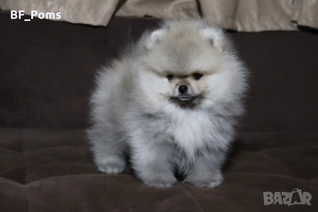 Страхотно момченце померан с родословие FCI, снимка 10 - Померан - 52918943