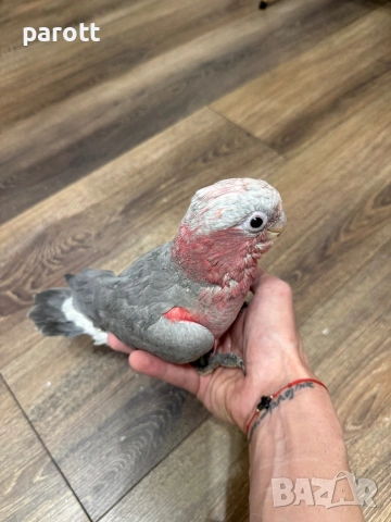 Ръчно хранено Розово Какаду, снимка 2 - Папагали - 53982160