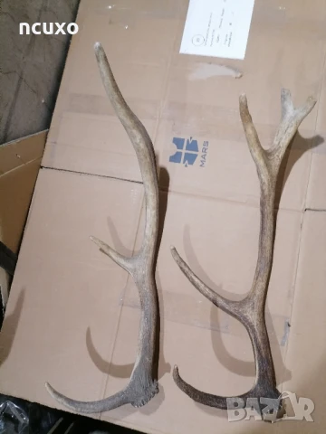 Рога от елен