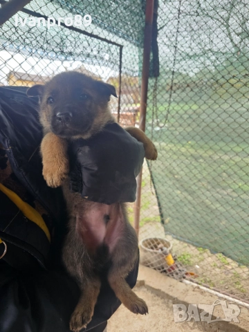 Продавам немски овчарки, снимка 6 - Немска овчарка - 52590063