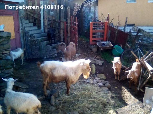 Продавам стадо 6 кози и 5 ярета, снимка 2 - Кози - 45891654