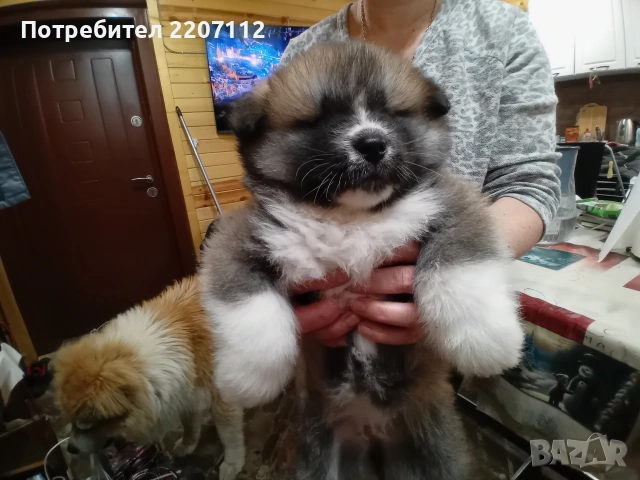 Продавам женско Акита ину на 45 дни. обезпаразитено., снимка 5 - Акита ину - 53146736