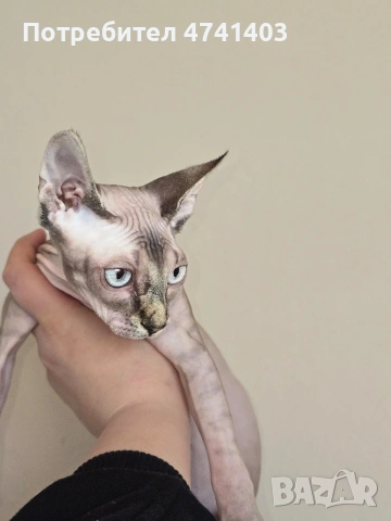 Котенца Канадски Сфинкс, снимка 6 - Други - 53527343