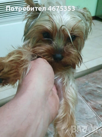  Мини Йорки йоркширски териер 4 кученца, снимка 8 - Йоркширски териер - 52770169