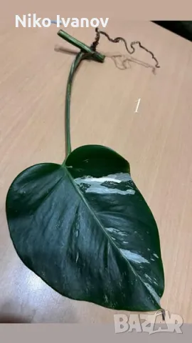 Monstera Albo variegata, снимка 1 - Стайни растения - 48940366