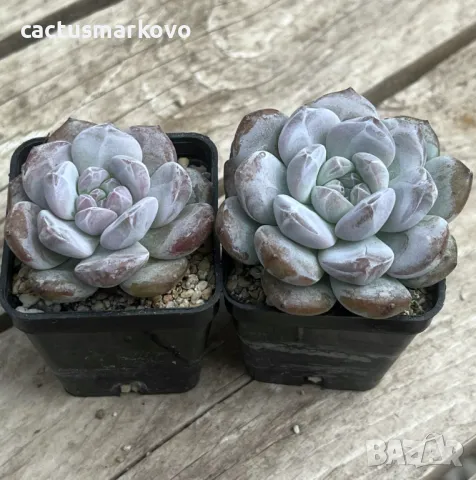 Echeveria Monroe, снимка 1 - Стайни растения - 48039214