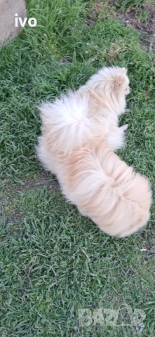 Померанче , снимка 5 - Немски шпиц - 54114667
