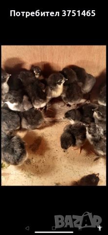 Пилета Австралорп, снимка 2 - Кокошки и пуйки - 45694017