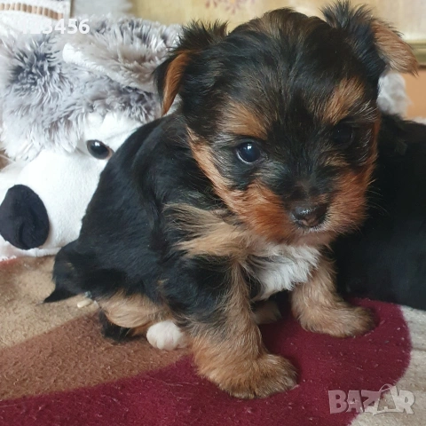 Малки мини йоркита , снимка 3 - Йоркширски териер - 53572690