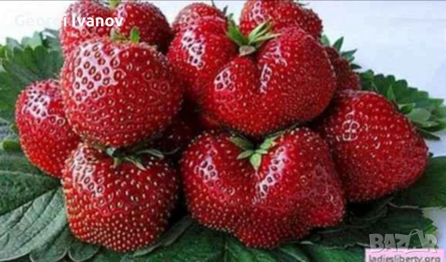  ягуди и малини, снимка 10 - Разсади - 53695437