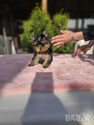 Мини Йоркширски териер момиче, снимка 2 - Йоркширски териер - 54230859