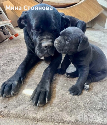 Продавам бебета Кане Корсо , снимка 7 - Кане корсо - 52677252