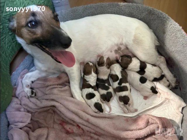 ДЖАК РЪСЕЛ-ПРОДАВАМЕ