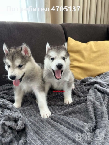 Прекрасен малък Аляски маламут търси своето семейство., снимка 6 - Хъски - 53056210
