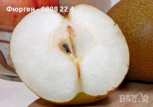 Азиатска круша Наши (Pyrus pyrifolia), снимка 7 - Разсади - 52066760