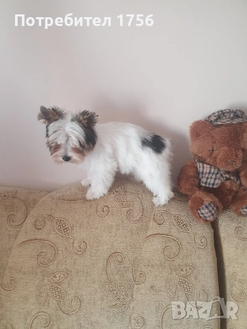 Йоркширски териер, Бивер момиче., снимка 3 - Йоркширски териер - 53757574