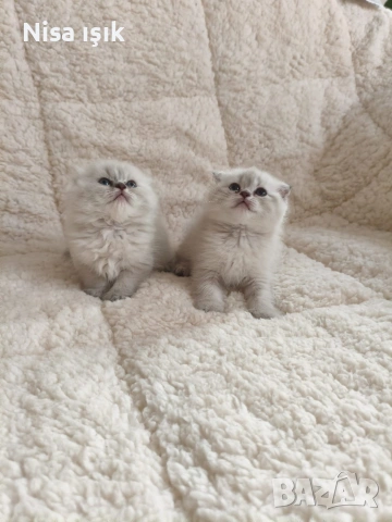 уникални пухчета този вечер може да е с вас