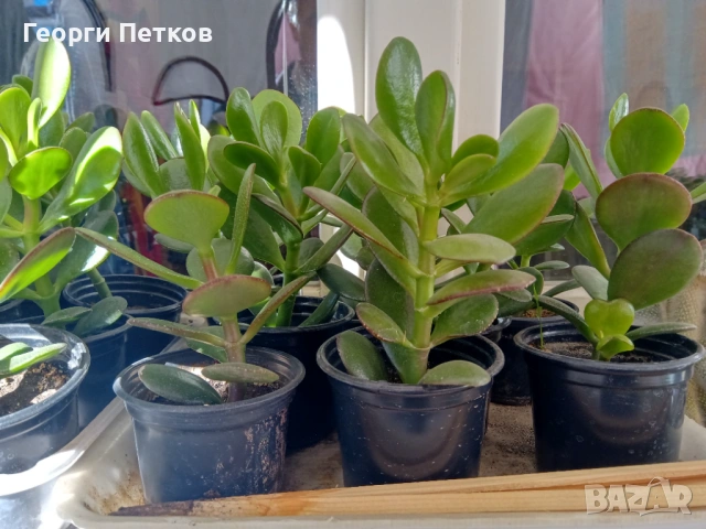 Дърво на живота -  Красула. , снимка 4 - Стайни растения - 53431690