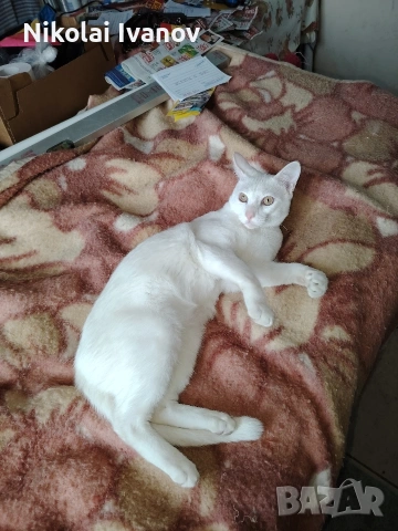 Бяло мъжко коте на 9 месеца , снимка 6 - Други - 53939691
