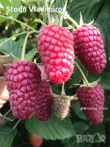 Предлагам Качствен Расад Ягоди и Малини., снимка 11 - Разсади - 53784425