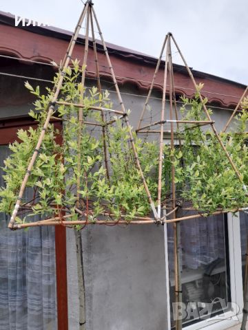 Вариегатна японска върба с геометрично оформление, снимка 16 - Градински цветя и растения - 45387000