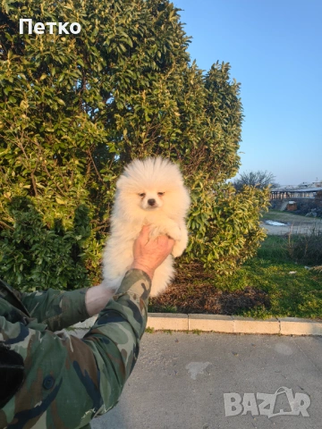 Померан момчета , снимка 2 - Померан - 53723417