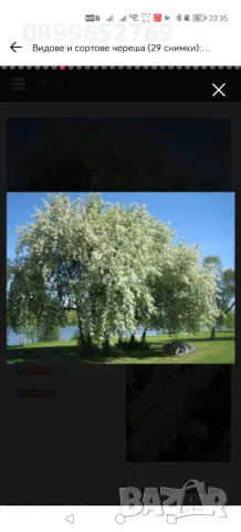 Червена Черемуха(Птичи Череша) , снимка 2 - Разсади - 50339675