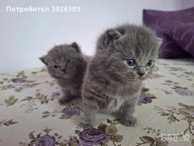 Британска късокосместа