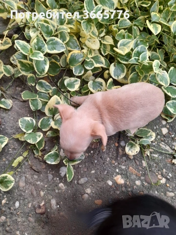 Мини пинчер родена на 10.10.2025, снимка 2 - Пинчер - 53619559