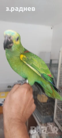 Бебета синьочела амазона, снимка 4 - Папагали - 50946216