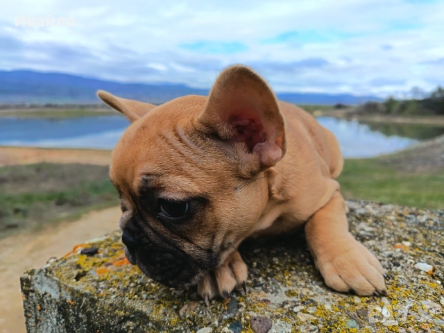 Френски булдог пясъчно мерле, снимка 10 - Френски булдог - 53866669