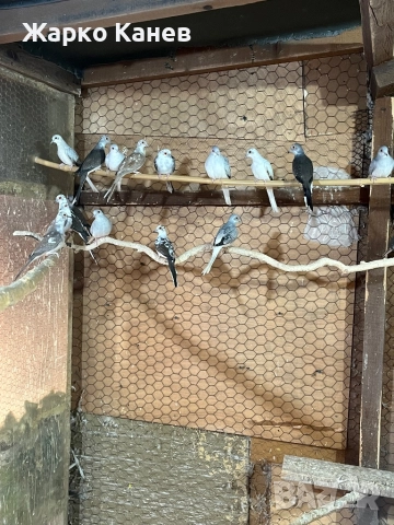 Шарени диамантени гугутки, снимка 5 - Гълъби - 51960621