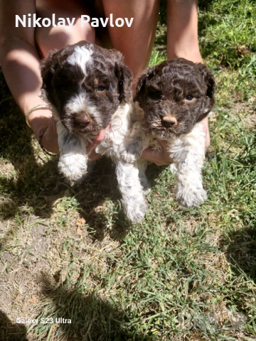 Кученце лагото раманьоло , снимка 1