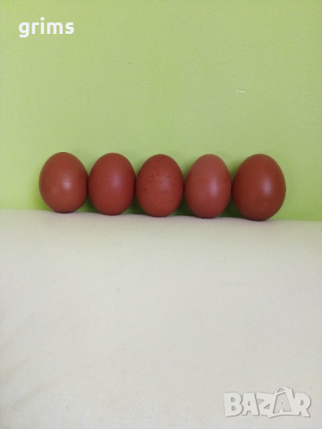 Яйца от Маран , снимка 1 - Кокошки и пуйки - 44993606