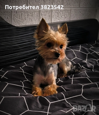 Йоркширски териер (женски), снимка 1